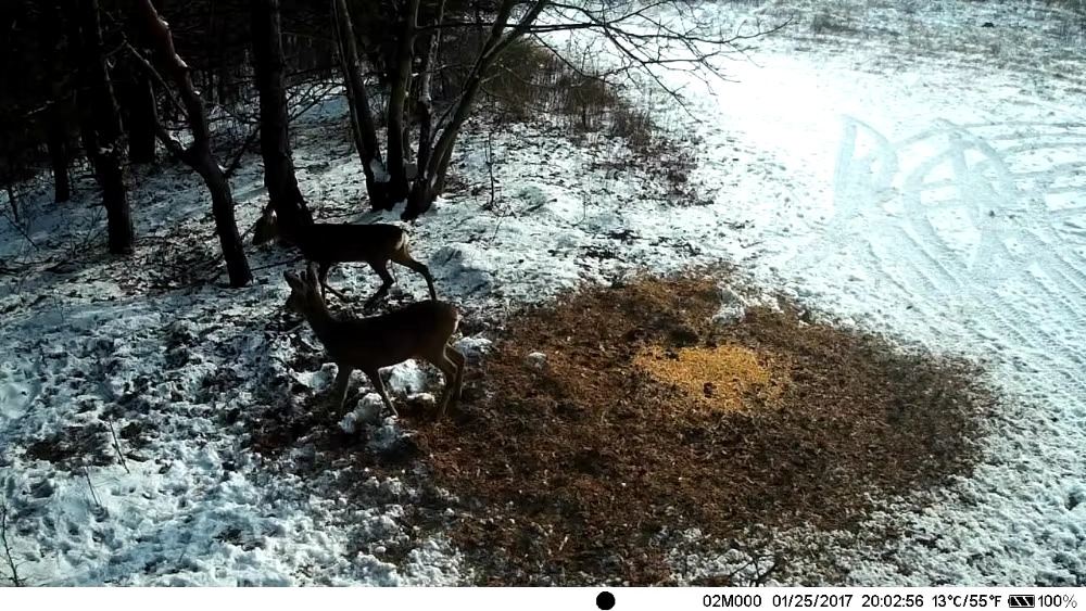Vue détaillée de la caméra de chasse 4G HD