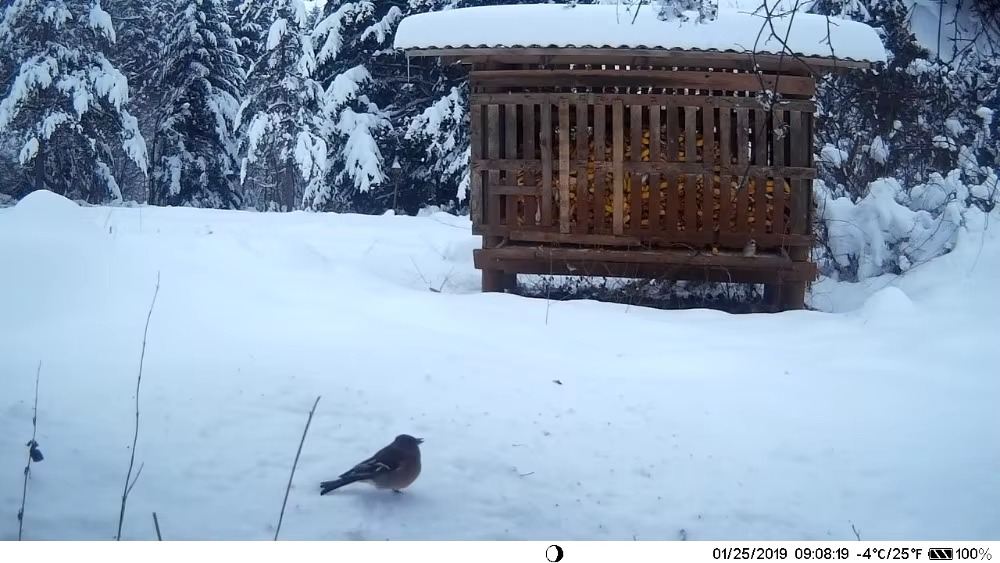 Exemple de fonctionnalité de la caméra de chasse