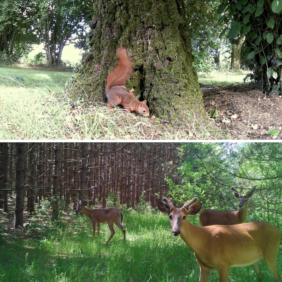 Exemple de photo nocturne d'un animal capturée par la caméra de chasse