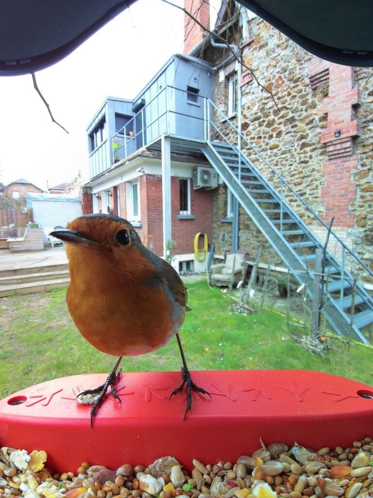 Exemple de photo d'oiseau capturée par la caméra mangeoire