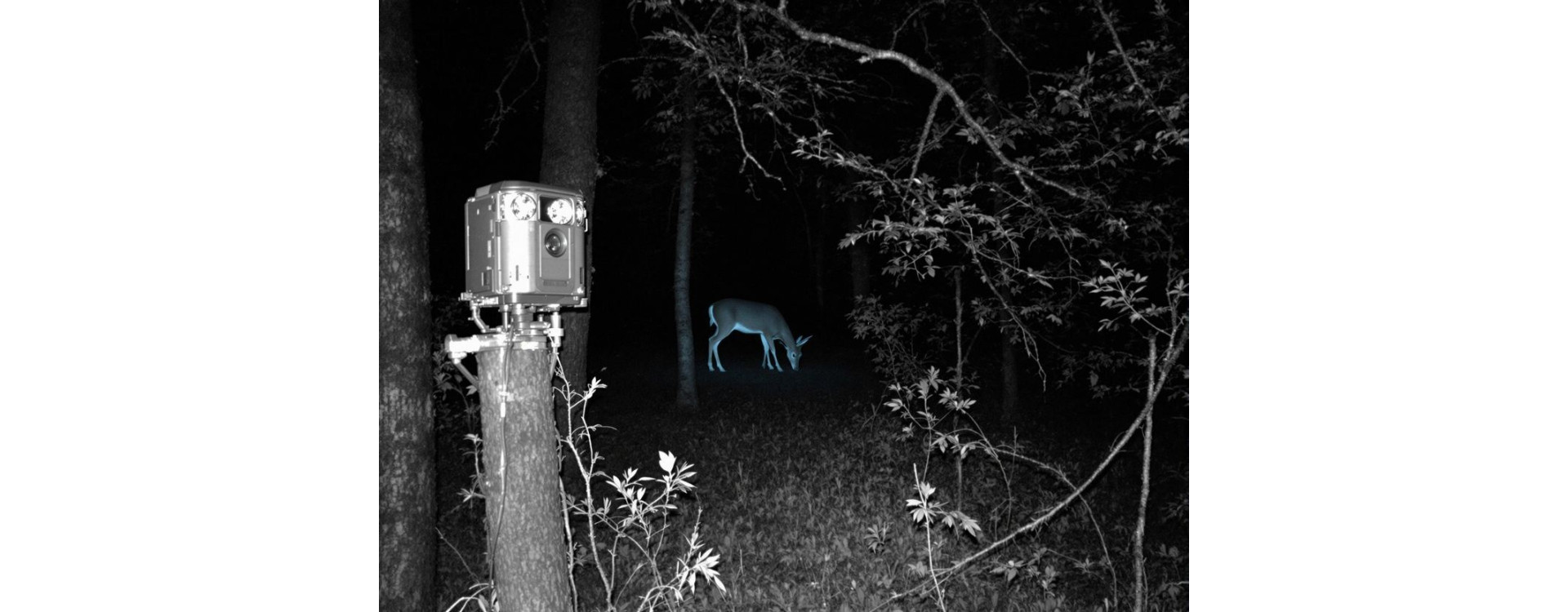 Caméras de Chasse : Le Guide Ultime pour Choisir la Meilleure en 2025