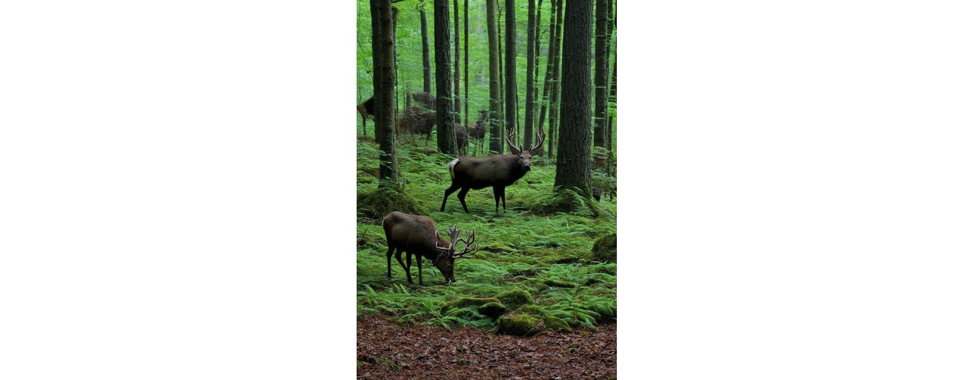 Caméra de chasse : 3G ou 4G, laquelle choisir ?